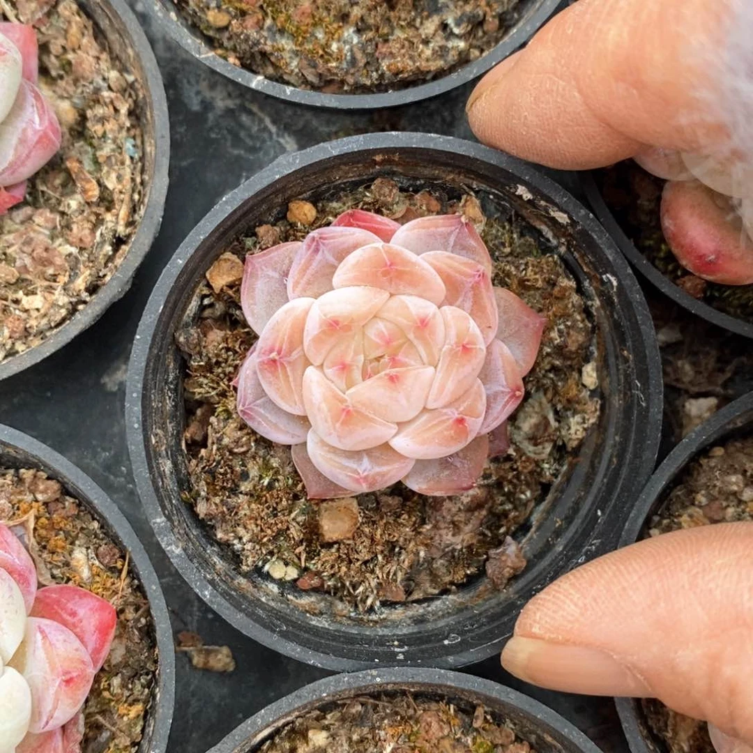 精品多肉一物一拍不包整52