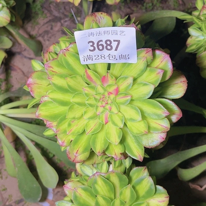 3687知否多肉植物无根