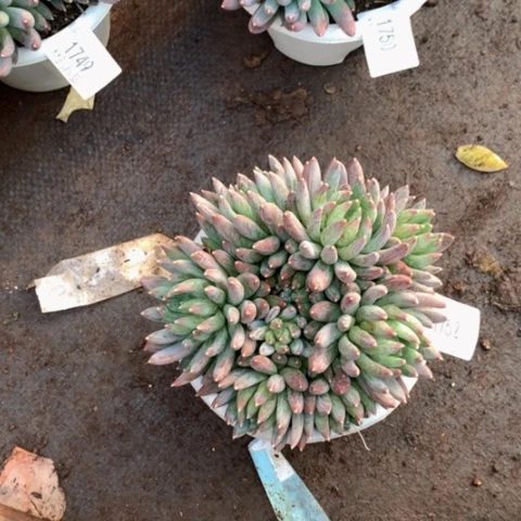 明***好1752炫彩星多肉