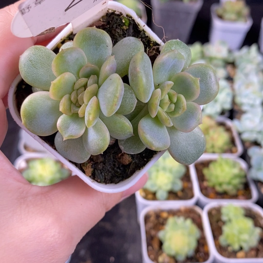 粉恋缀化一颗21号