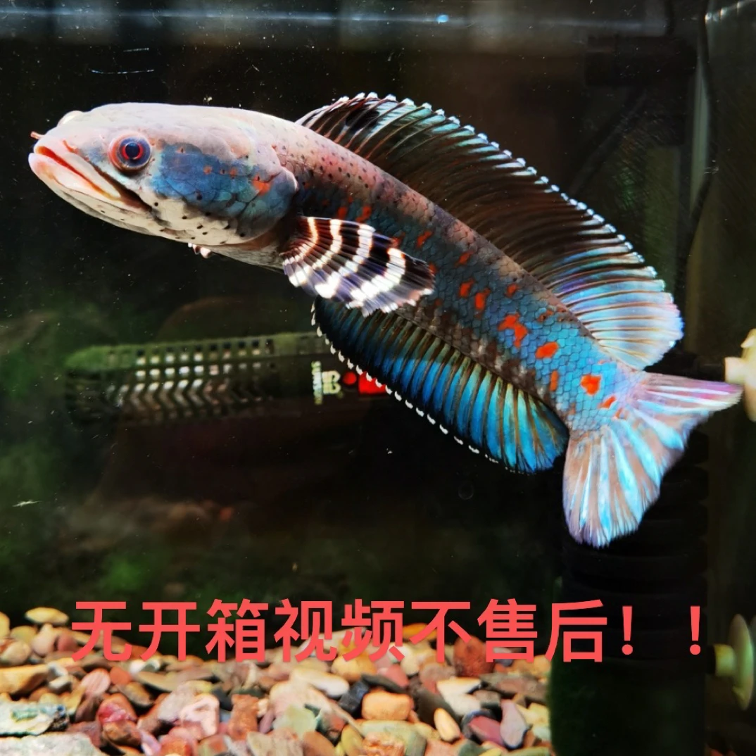 幻彩红宝石雷龙、幻红雷龙新手推荐款，雷龙界的疯狗