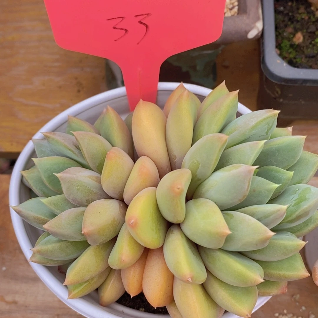 开心多肉，一物一拍，专场2