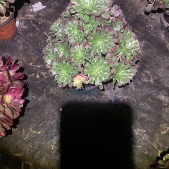 水**清多肉植物霁月445