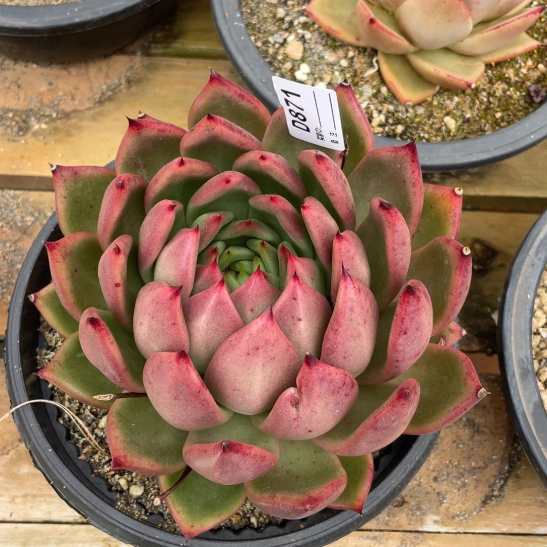 无花朵若如东云单拍D871