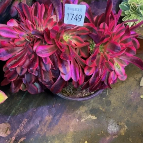 美杜莎多肉植物1749