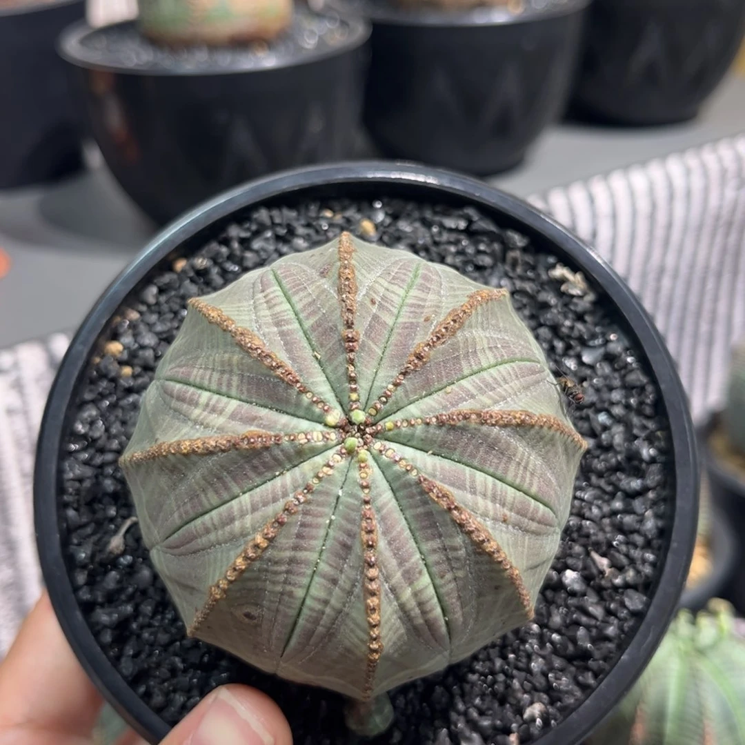 紫纹布纹球x m m m m m m m m m