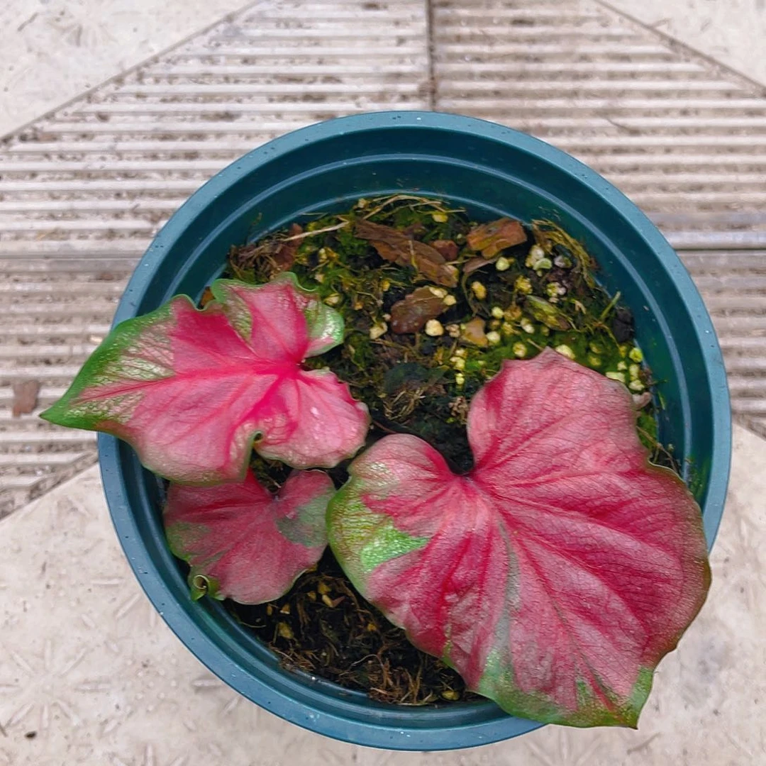 完全开放泰彩一物一拍4520