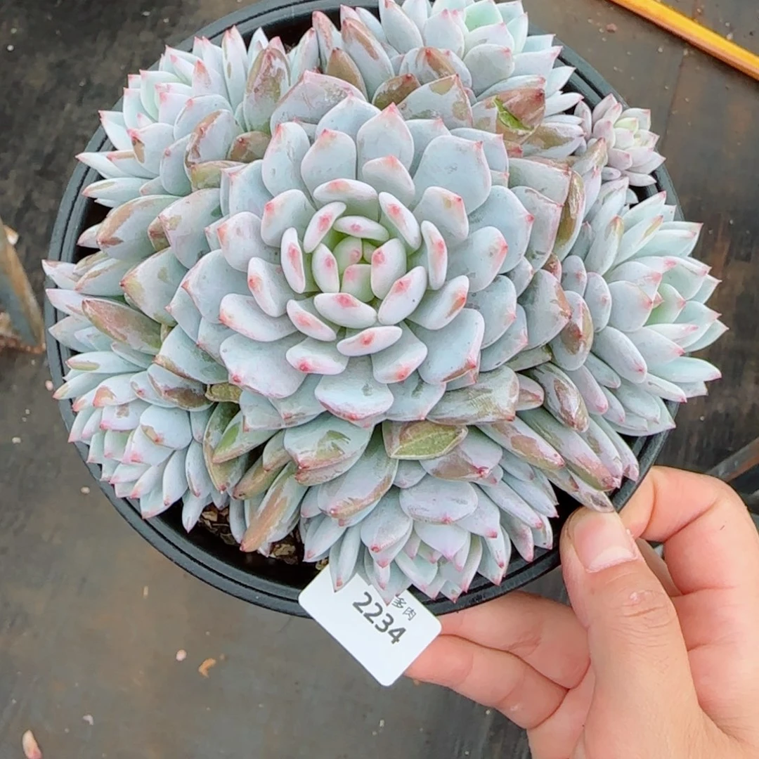 星星橙手捧,2234多肉植物