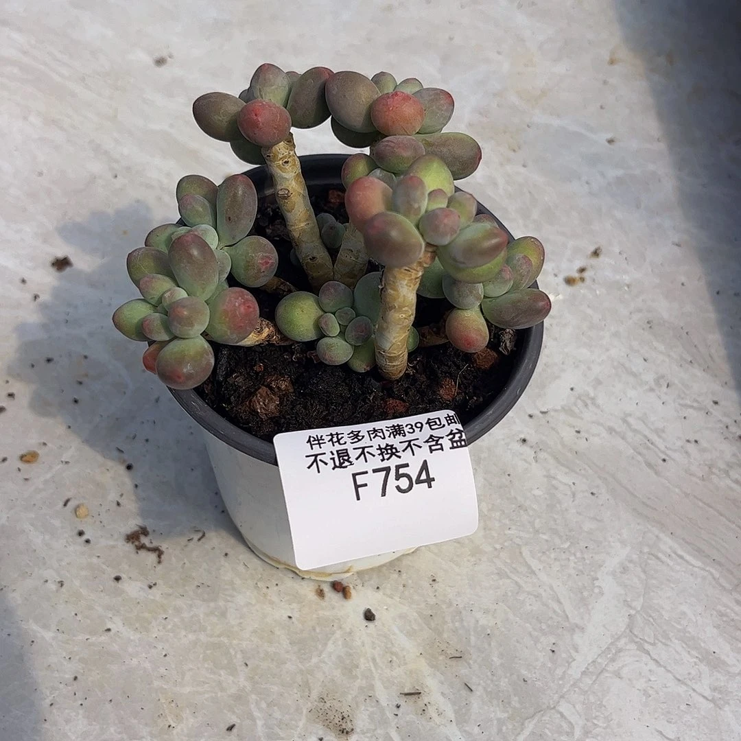 大***。754-一代苹果奶多肉6cm