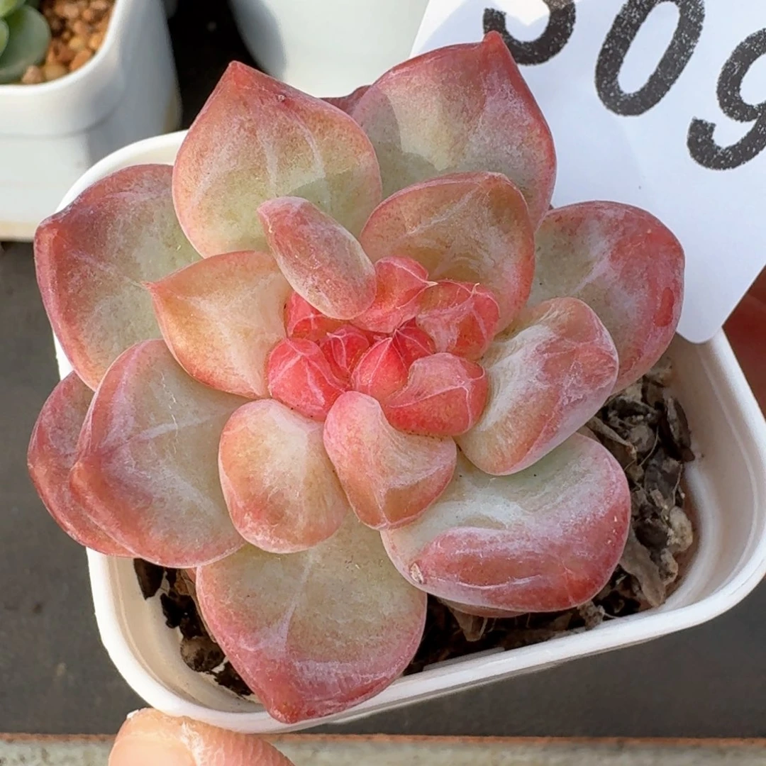 双心珍妮            精美多肉植物