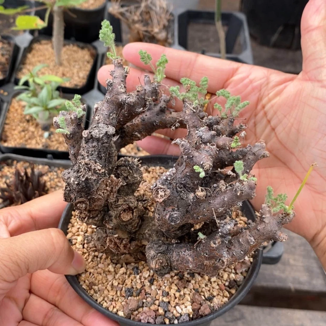 【闪购商品】L****t黑珊瑚洋葵