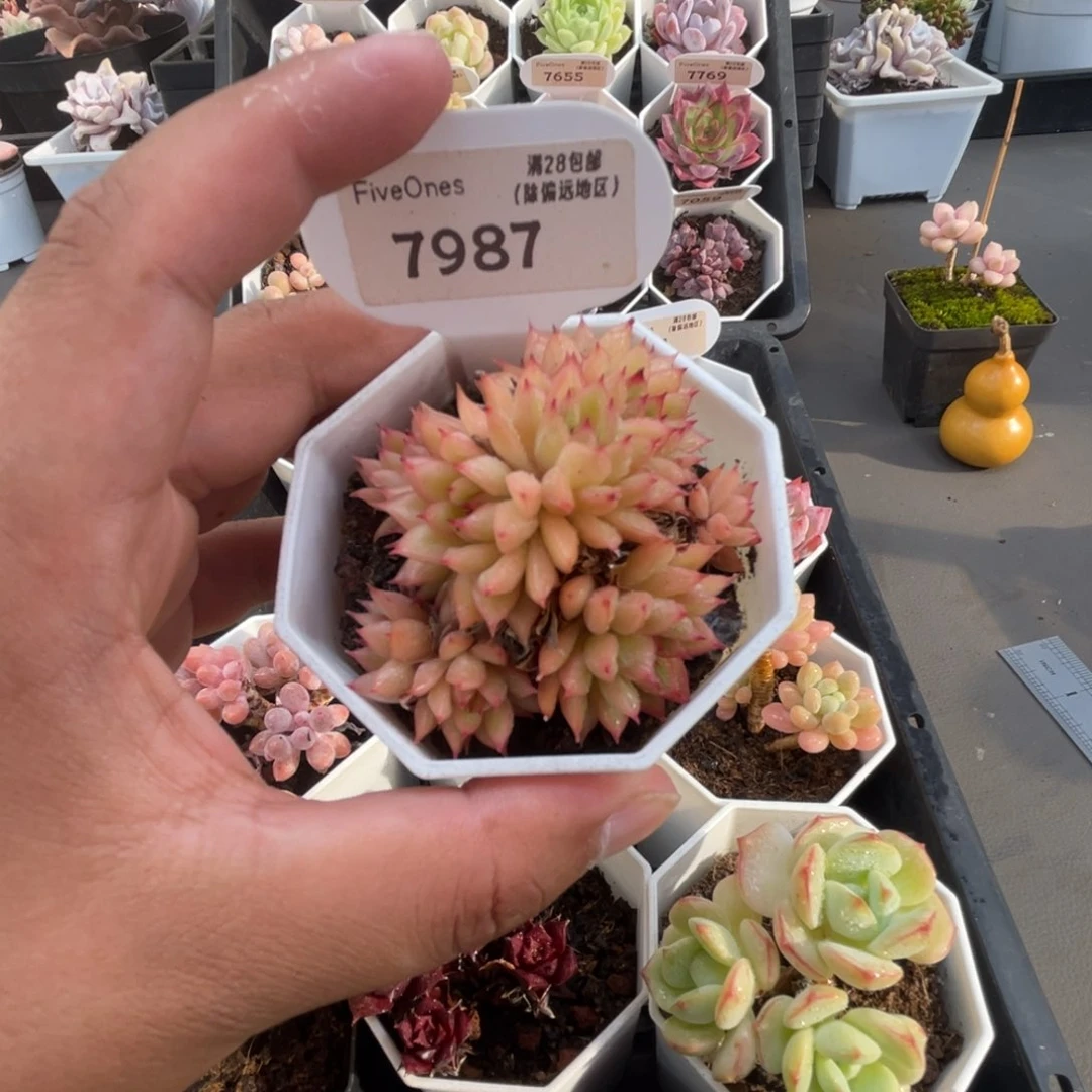 7987安吉拉4.5厘米