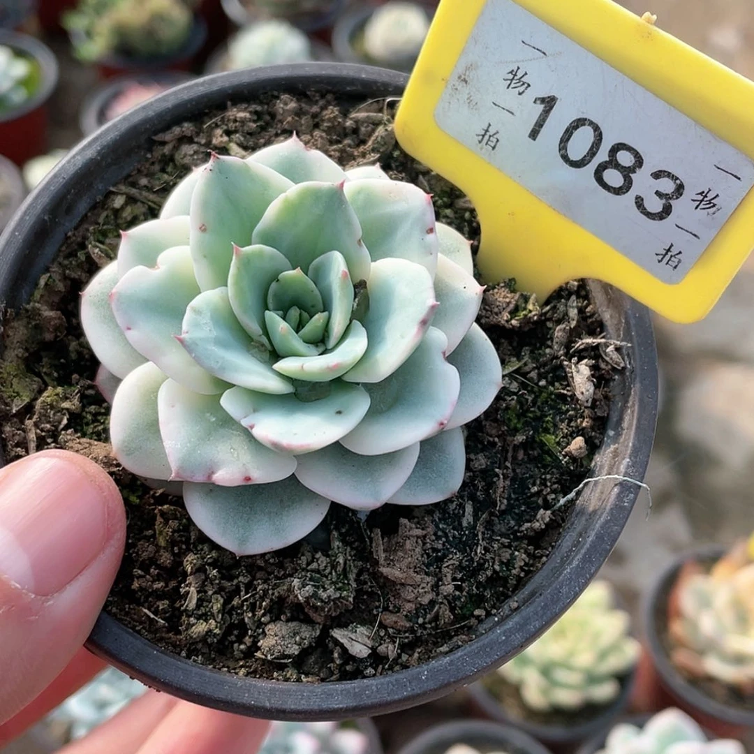 【闪购商品】1083微瑕