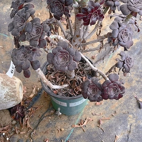 圆叶酒杯法师法师139