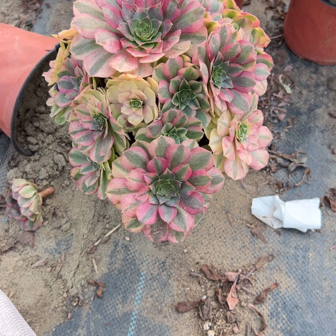 雨***儿288雨荷多肉植物法师多肉