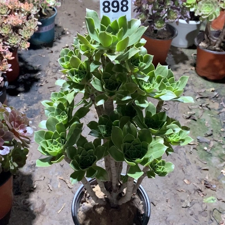 植物一物一拍898