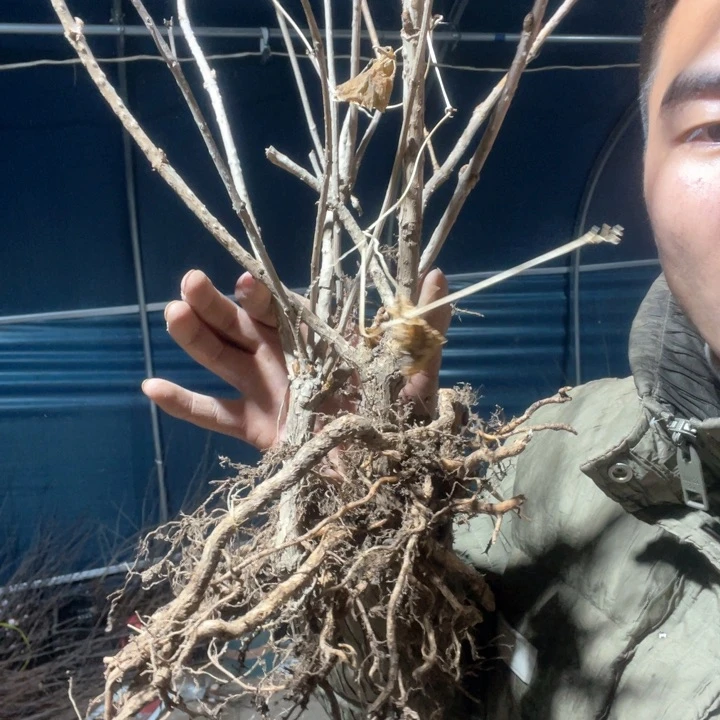 原生五彩锦带花苗一颗