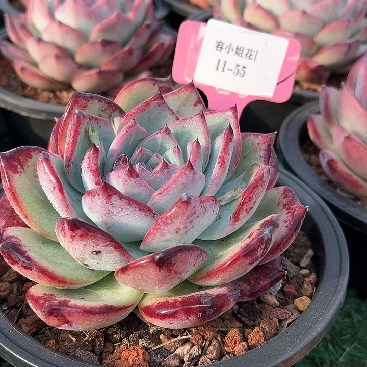 11.55紫卡带盆一个