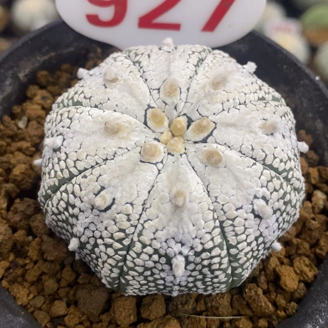 927浓白长谷川奇迹兜