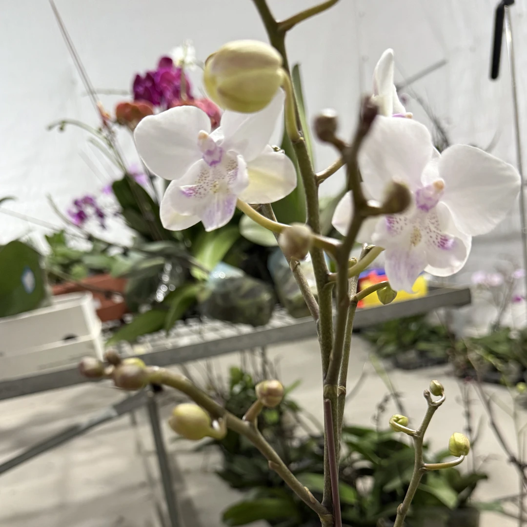 湾湾8856蝴蝶兰3.0成熟苗不带花花苞品种原因根系一般消苞无售后