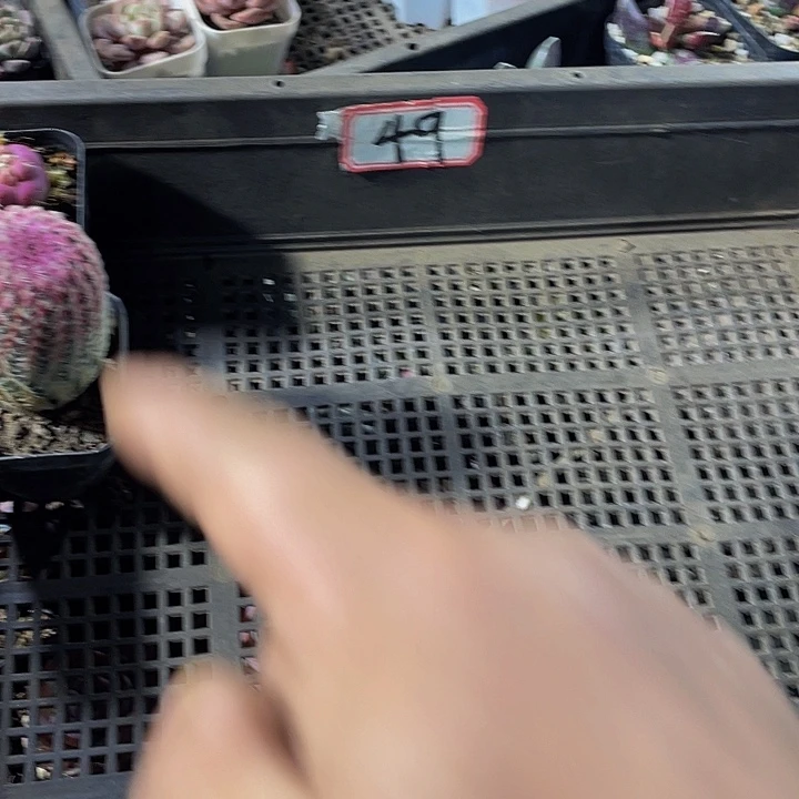 一***画49号筐带盆土发货