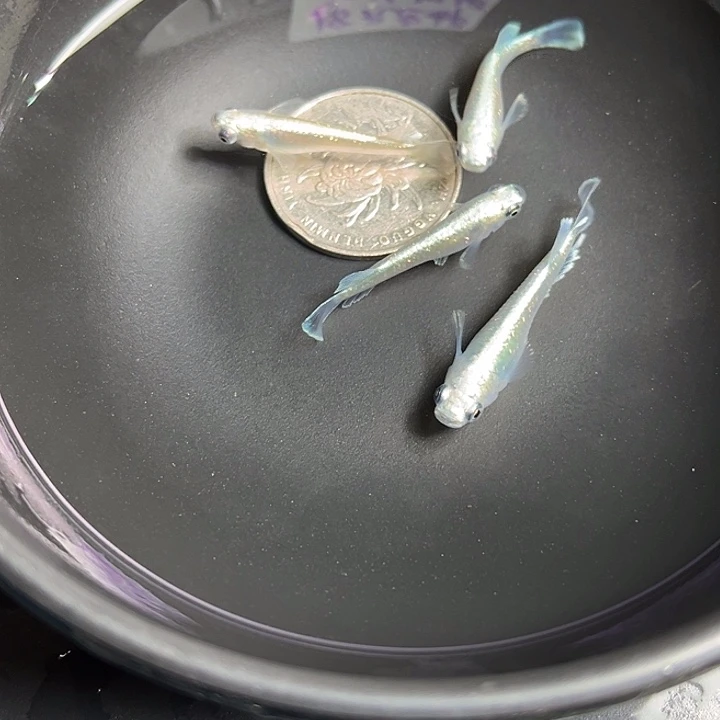 青鳉鱼玛丽亚宽鳍4条85号