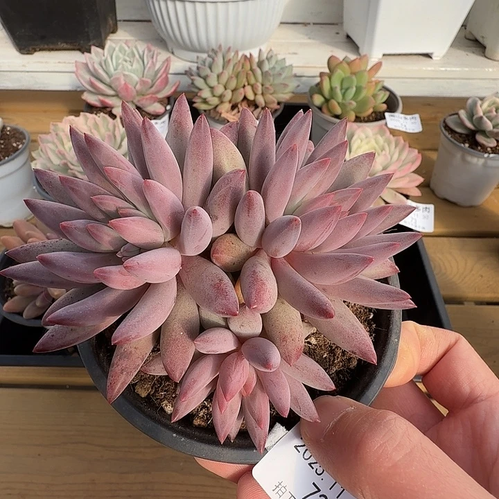 三头虞美人1111130-72