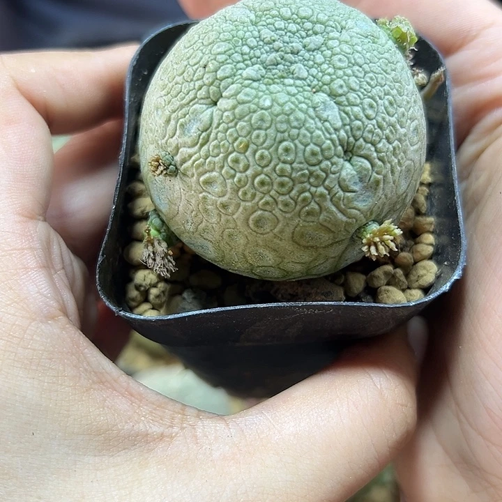 实生凝蹄玉4.3公分带盆