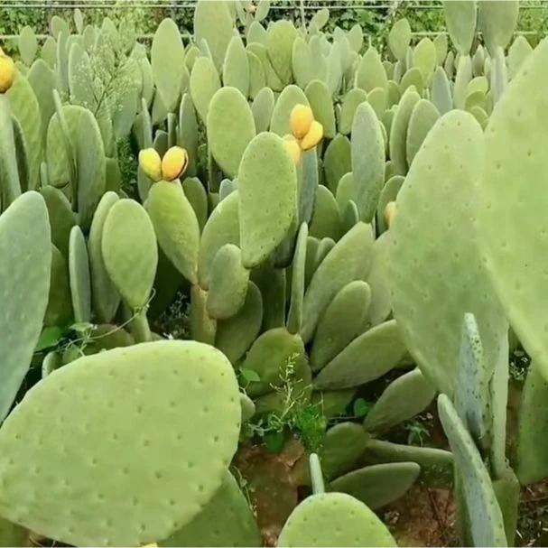 米邦塔仙人掌能开花结果厚实叶片可食用可吃仙人掌品种大全
