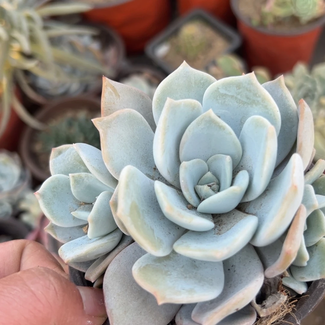 多肉植物多肉植物