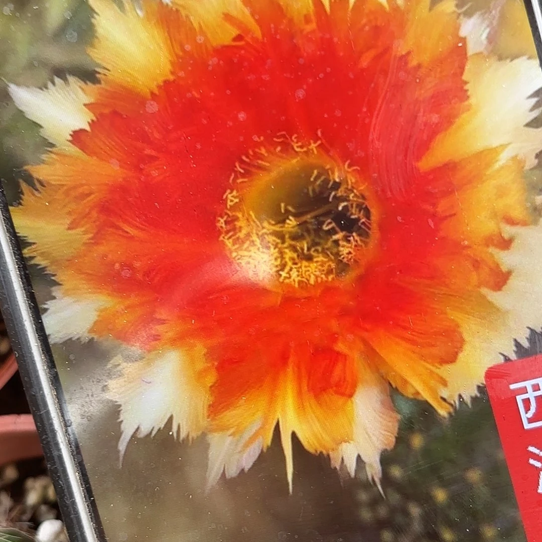 魔羽彩带根20包邮小小瑕