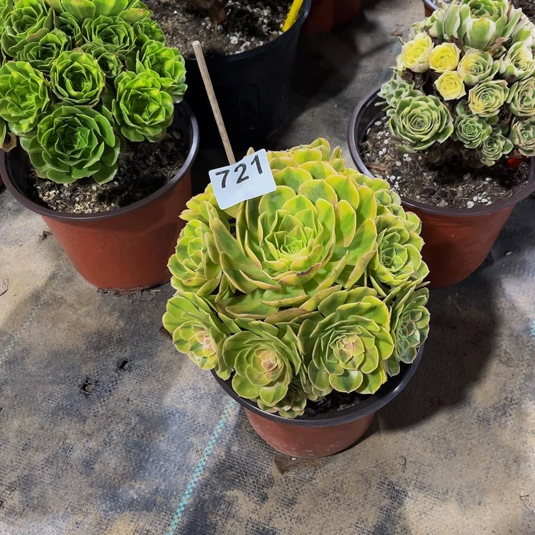 翔**瓷雨荷一物一拍721