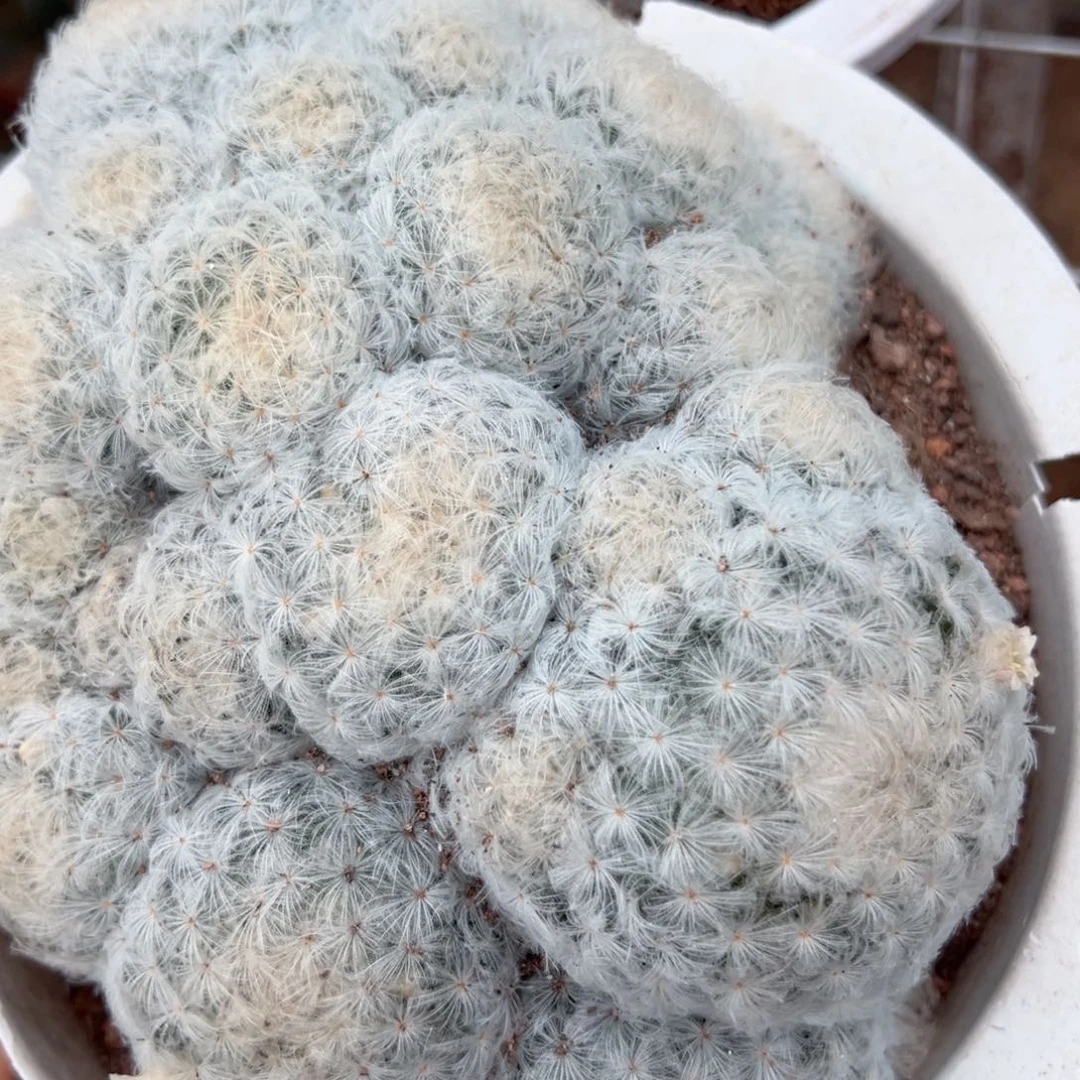 《***吼零零落落。   零零落落