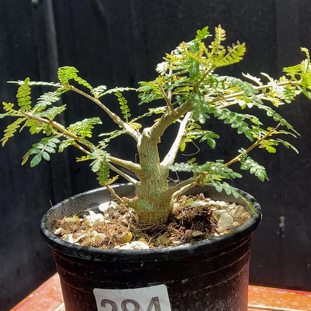 284尼勒达乳香88888888