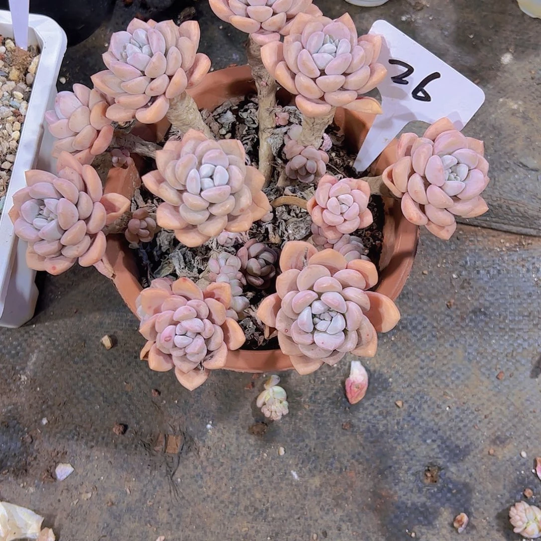 海*心26白露捧花。。。。。。。。