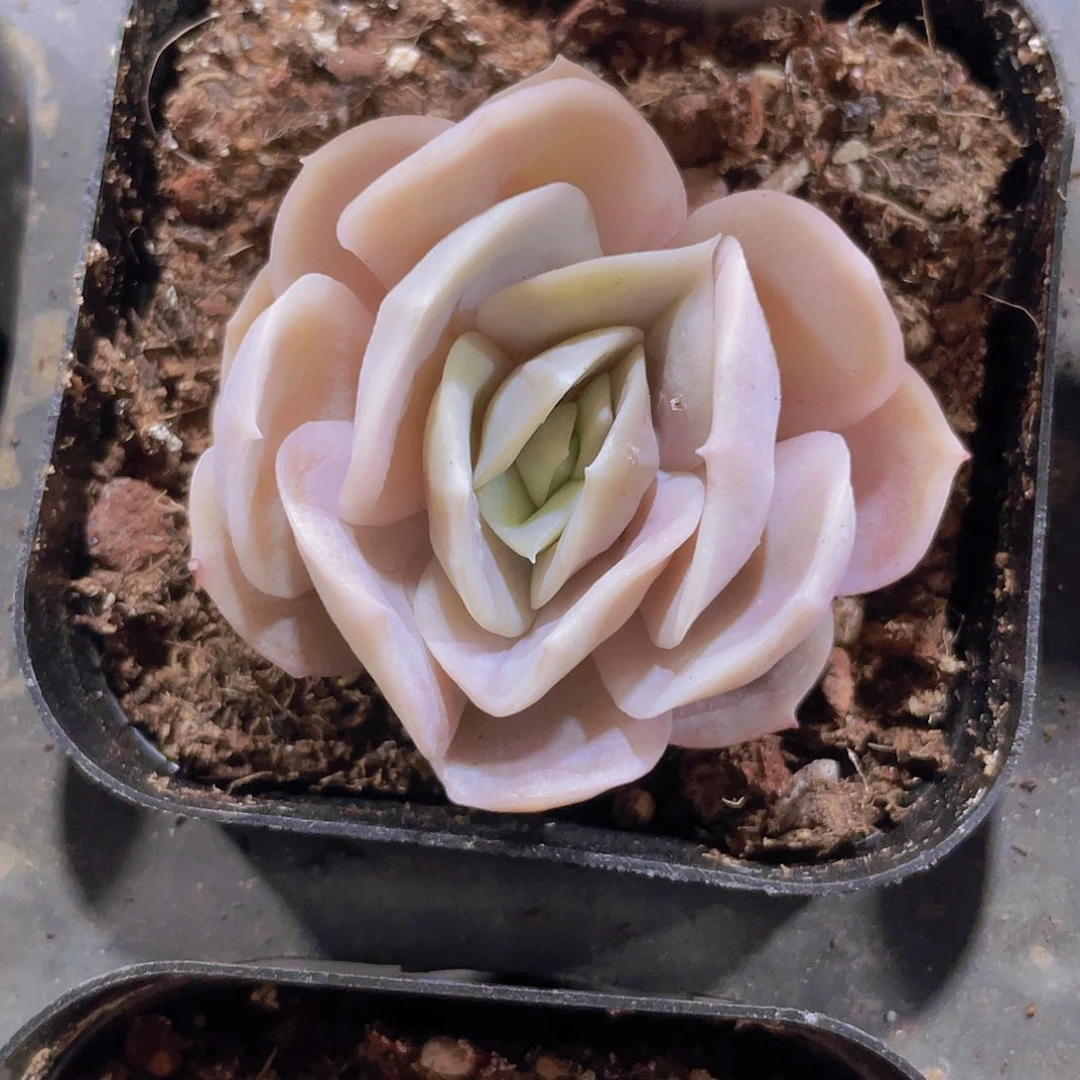 蓝色惊喜w074一物一拍