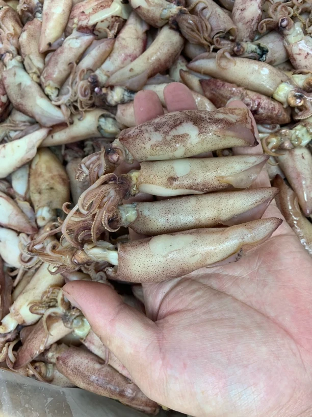 【蚝西施海味】本港大海兔（满膏带籽）爆炒火锅包邮