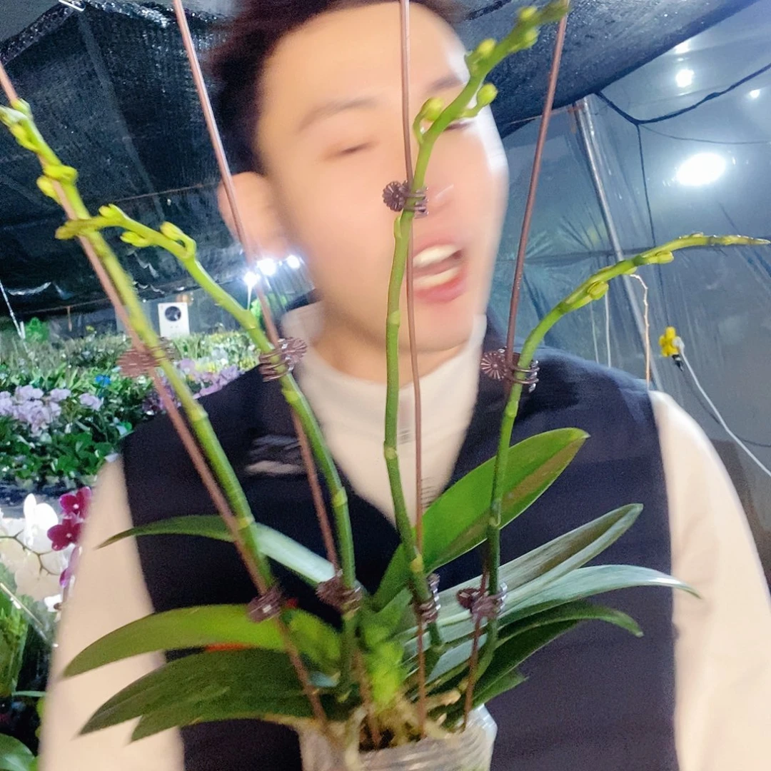 无花朵白天鹅蝴蝶兰4剑