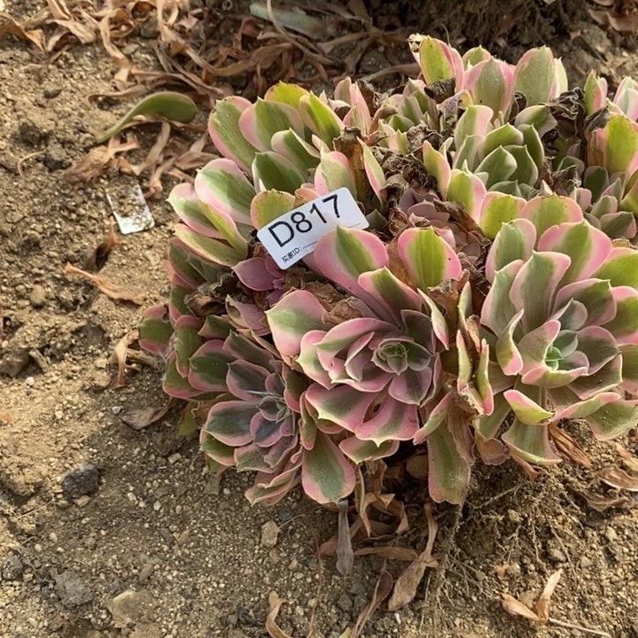 817男神多肉植物大时