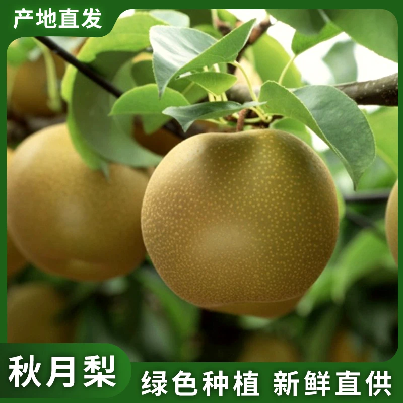 正宗秋月梨不套袋不抹膨大剂现摘现发脆甜多汁当季新鲜水果