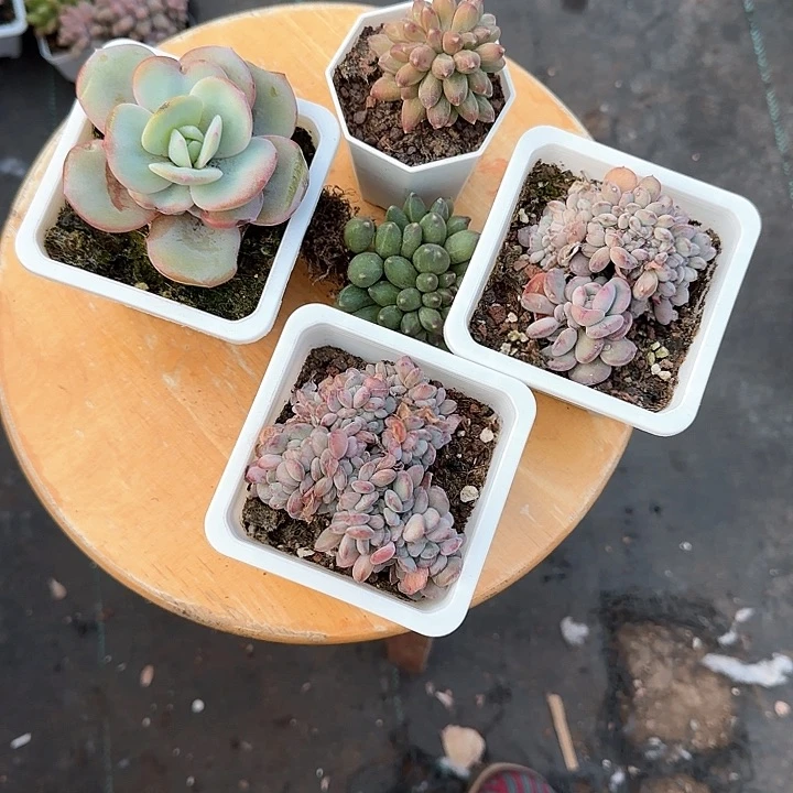 记**风青蛙王子儿童牙膏111