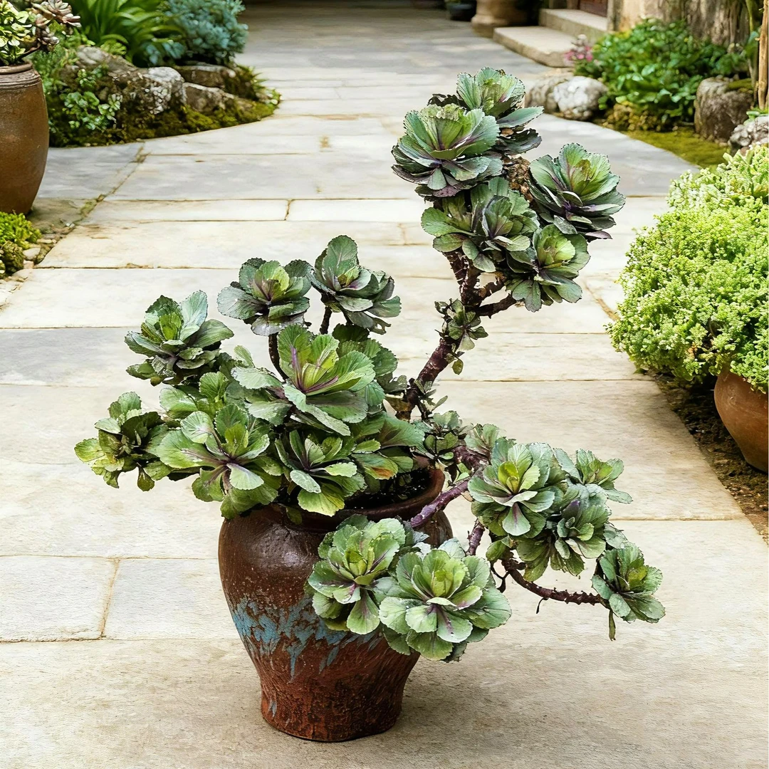 一物一拍羽衣甘蓝精品绿植花卉强推