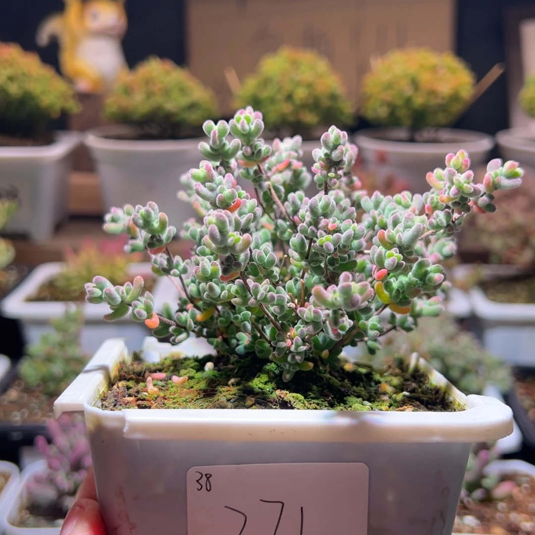 271月曲一物一拍包开箱