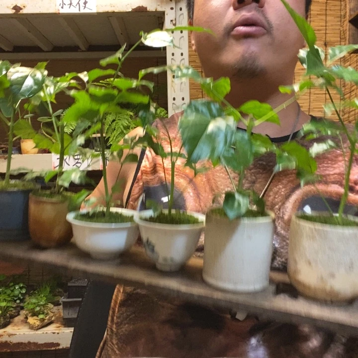 圆托幸福树一个器型随缘带盆发货