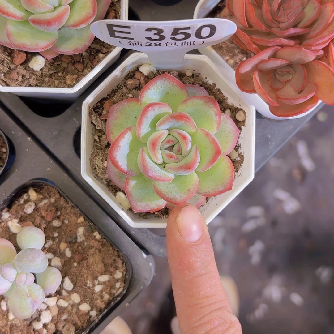 E350泡芙一物一拍