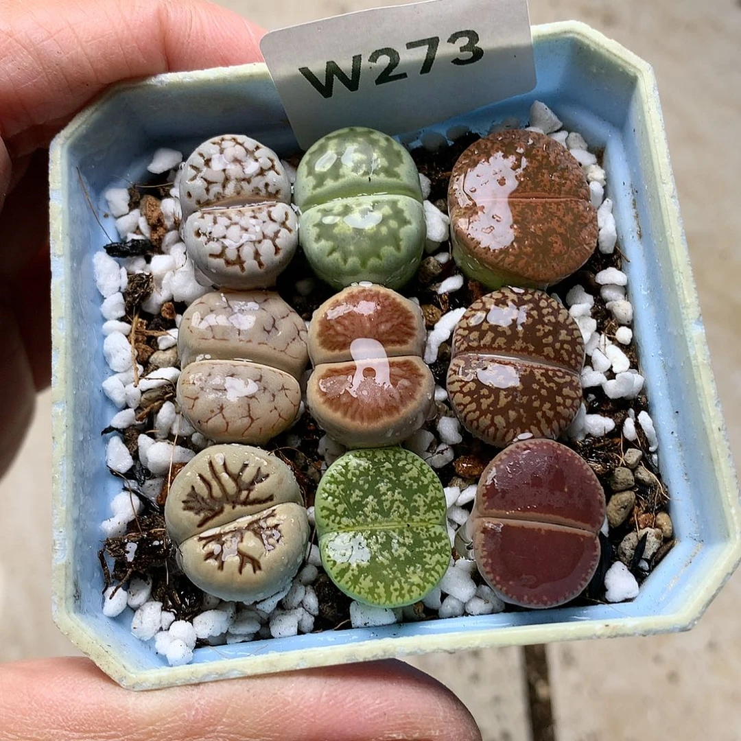 W273多肉植物保护