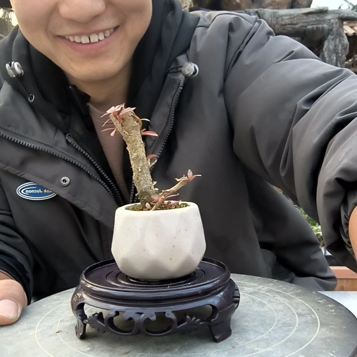 时*小盆景小植物一物一拍91