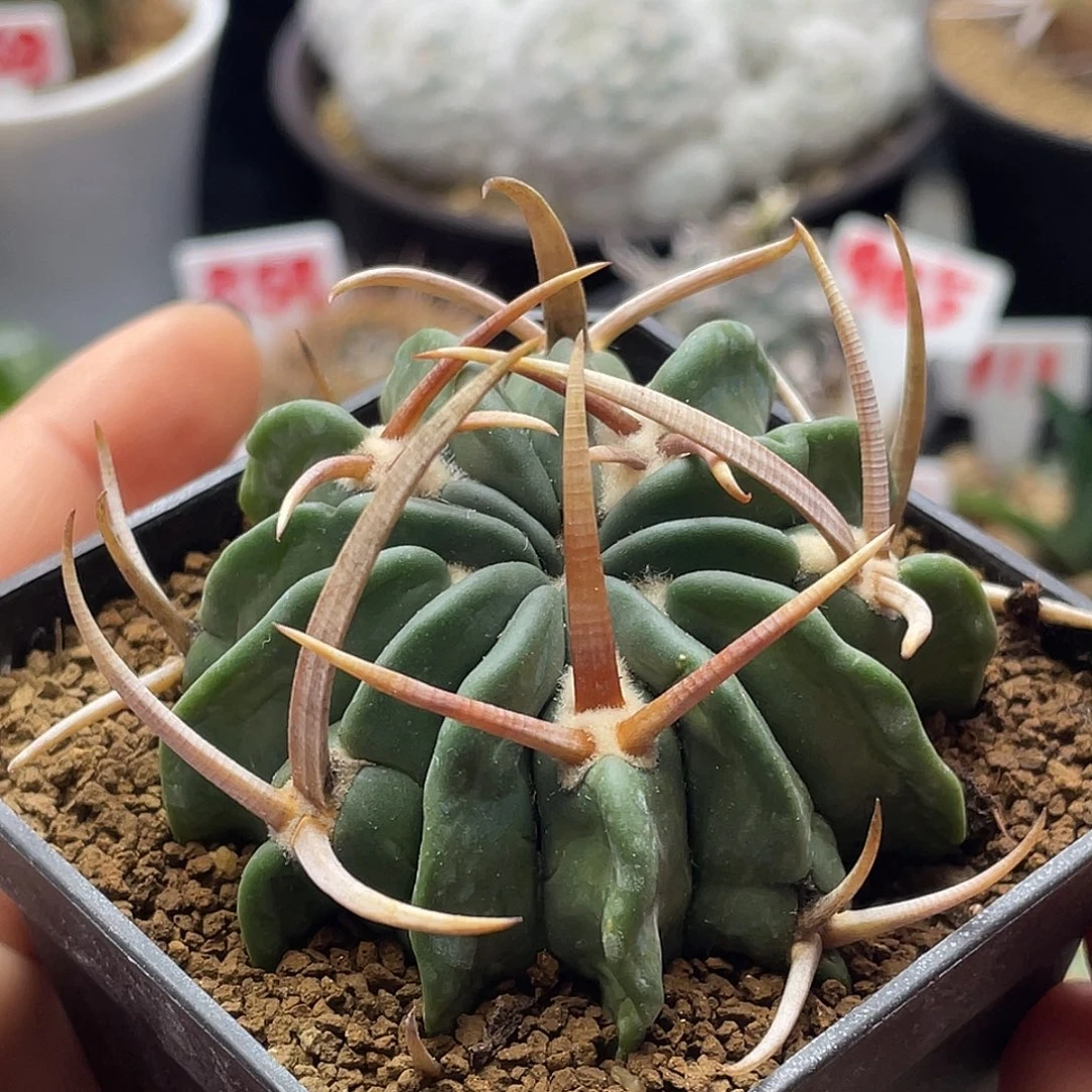 狂刺龙剑丸仙人球