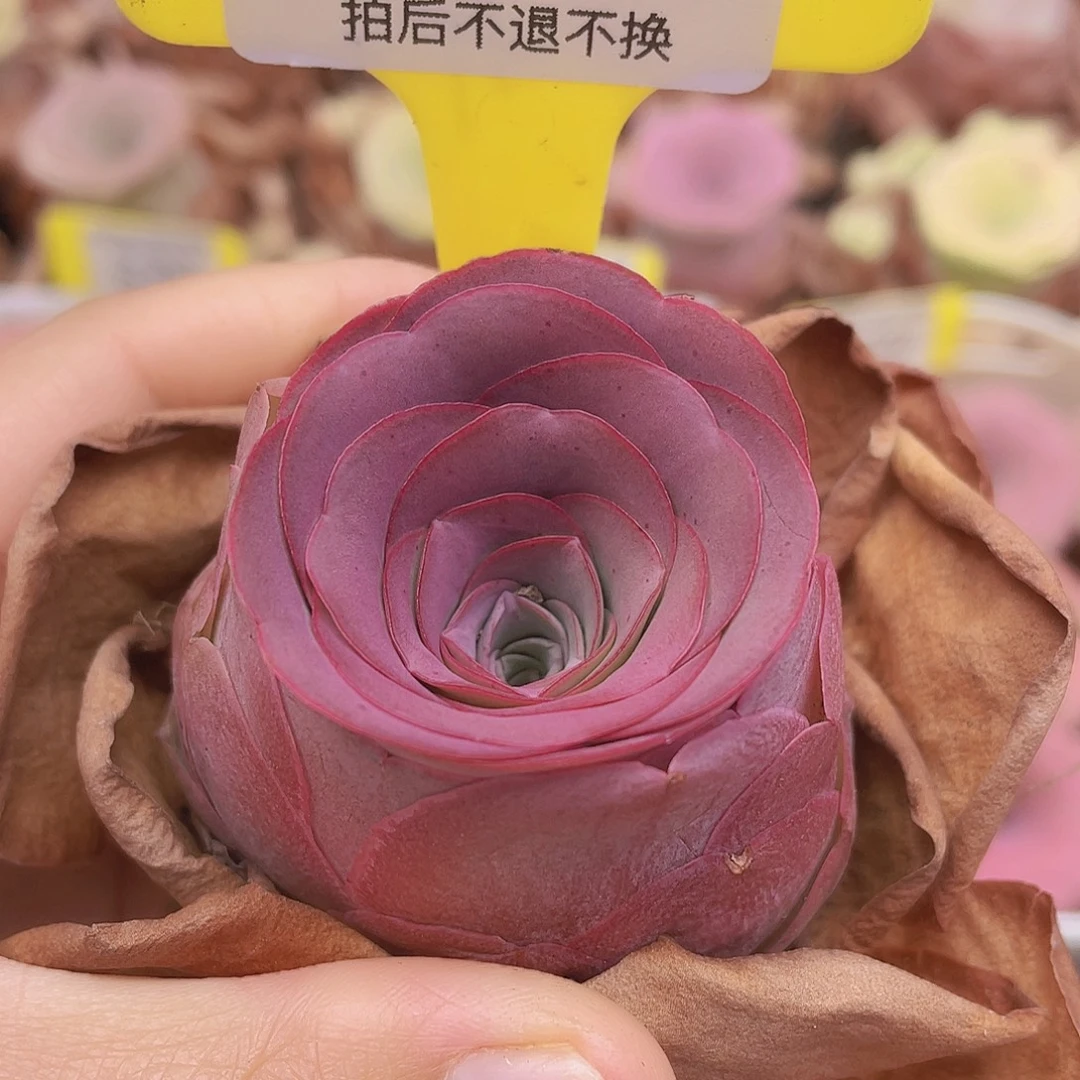 山地玫瑰Z065满38包邮裸根发货