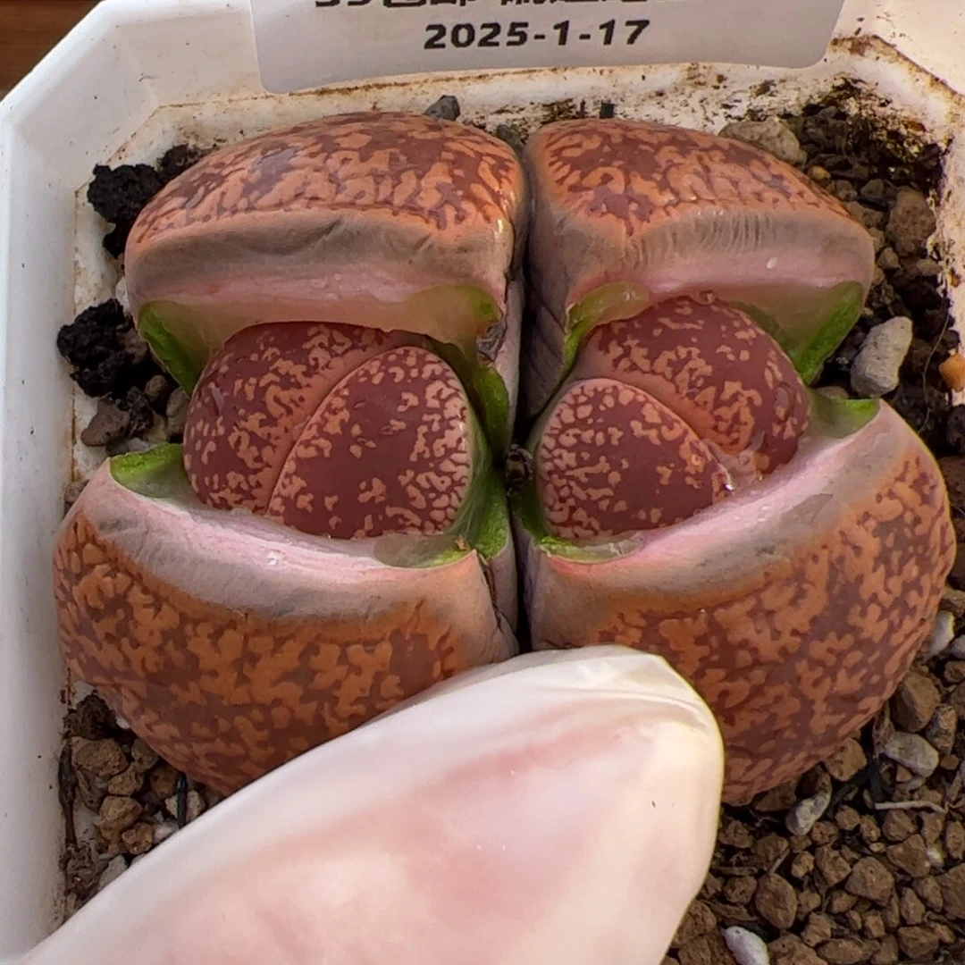 0346号 日轮 多肉植物